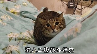 千万不要挑逗狸花猫，因为它的战斗力你受不了！