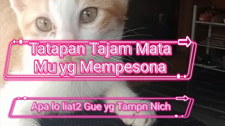 Tatapan Tajam mu Si Meow ke....