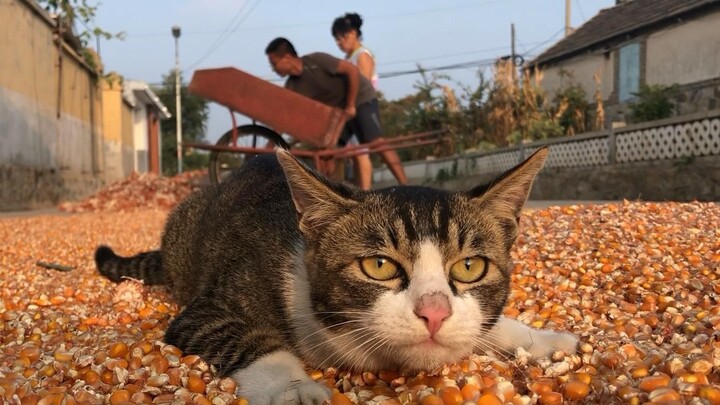 [Hewan] Kucing pedesaan dalam permainan Harvest Season