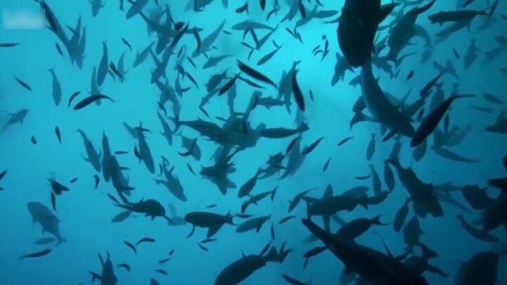 【Penyembuhan】 Pandangan terakhir ke planet biru