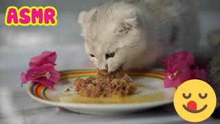 Mèo con ăn dẻ sườn bò hầm - Kitten eat stewed beef ribs ASMR