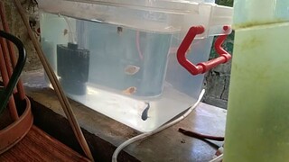 Low cost Container Aquarium for my Mollies🐟