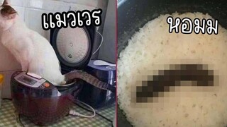 รวมมิตร MEME เกรียน สัตว์กวนตีน