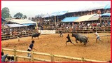 Tradition Carabao Fight. #12
