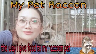 My Pet Raccoon is hungry