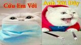 Thú Cưng TV | Dương KC Pets | Mèo Sam Và Miu #5 | mèo thông minh vui nhộn | funny cute smart cat