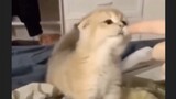 [Động vật]Khoảnh khắc dễ thương của mèo