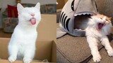 Try Not To Laugh or Grin While Watching Funny Animals Compilation #15