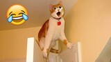 Cats and their life dramatic - FUNNIEST Cat Videos 2023