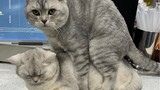 [สัตว์]สัตว์เลี้ยงแมวในร้านชานม