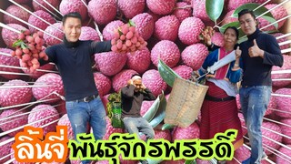 เช้านี้มาเก็บลิ้นจี่กับคุณแม่ครับfc