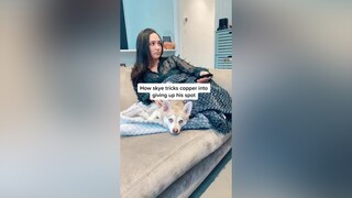 She knows exactly what she’s doing fyp foryou dogsoftiktok smartdog