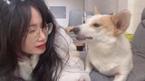 [Động vật]Cuối tuần vui vẻ cùng cún cưng đáng yêu