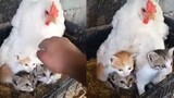 Ayam Betina Tidak Bertelur, Setelah Diperiksa Ternyata Mengerami Ini