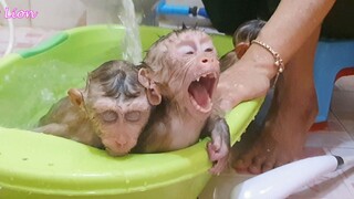 Happy Bathing In The Morning!!! Lion, Liheang And Sono So Happy Take Bath Together
