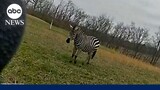 Police kill zebra after it nearly bites Ohio owner's arm off | GMA