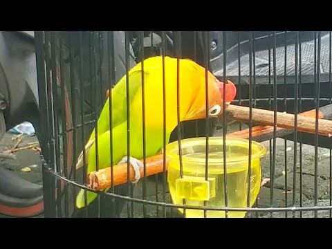 VIRAL, Lovebird Betina ini Berhasil Konslet, Pemain Lovebird Wajib Tonton