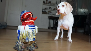 Dog vs Zombie R2D2 เล่นตลก! สุนัขตลก Maymo Potpie & Penny