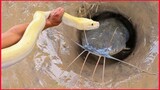 Unbelievable Fishing Technique / Use A Snake To Catch Fish In A Pit Deep In The Ground.