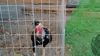 Warrior Shamo lineage! (Thai Gamefowl)