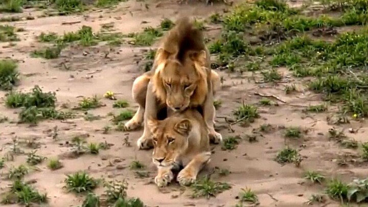 Mating experience of lions