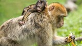 Funny monkey primate barbary macaque 4K Video