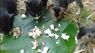 Subhanallah Mengharukan Kucing Penghuni Tempat Sampah Ini Bahagia Banget Saat Di Bawain Ayam Rebus.!