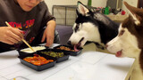 Betapa susah makan saat memelihara dua Husky.