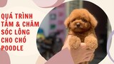 Yêu cún || Quá trình tắm và chăm sóc lông cho poodle chà neo #thucung #pets #poodle