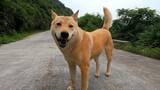 [Hewan]Anjing yang Ditemukan di Gunung