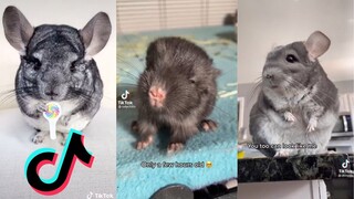 Cute Chinchillas - Chinchilla Side of TikTok #1