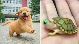 Funniest Animals 2024 😂 Best Funny Cats and Dogs 😻🐶 Part 24 | Cute Baby Dogs
