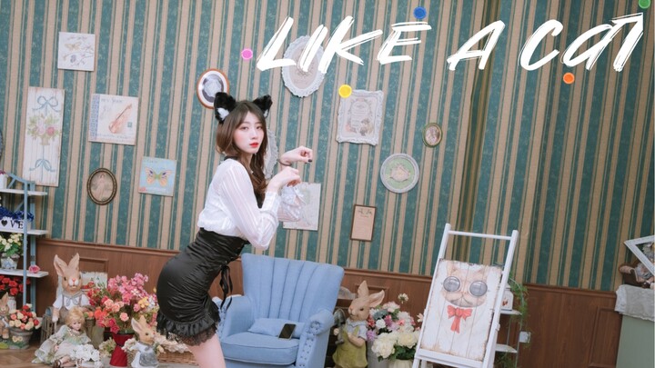 果然竖屏的小猫咪，才会被领养吗？【AOA-Like A Cat个人竖屏版】