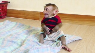 Baby Monkey Loudly Cry!! Mom Need To Discipline Maki To Patiently Waiting Milk But He Do not listen