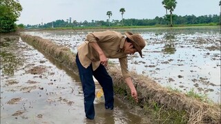 Đi Ruộng Bắt Cua Hái Nấm Rơm Làm Tô Mì Nấm Ngon Quá Trời Quá Đất