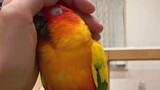 When the parrot realizes that it is not the enemy, but the owner's hand: