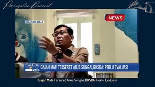 Gajah Mati Terseret Arus Sungai