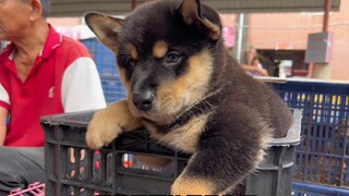 I haven’t seen a four-eyed dog at the market for a long time, and it’s still a very beautiful one.