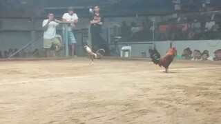 panalo tayo first derby winner@ coliseum de manila vitas tondo