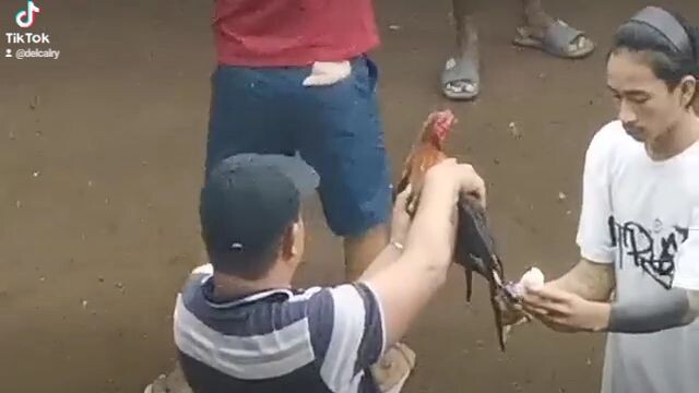#sabongislife#alimbyugin#2ndwin#cockfighting#