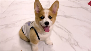 How To Train A Sweet Corgi?