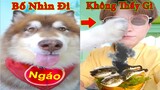 Thú Cưng TV | Ngáo Husky Troll Bố Dương KC #37 | chó thông minh vui nhộn | funny cute smart dog Pets