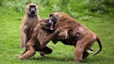 Times Animals Messed With Wrong Opponents !