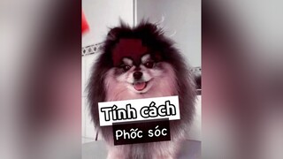 Tính cách Phốc Sóc nè! chó_cưng thucung nuoidaythucung thucungvuinhon thucungdethuong pet kcbweb