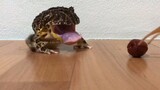 [Animals]The frog eats a smoked plum and throws up
