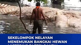 nggk kebayang sih sebesar apa ikan nya😬