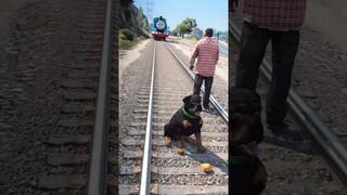 GTA V: FRANKLIN SAVING CHOP FROM THOMAS THE TANK ENGINE TRAIN #shorts