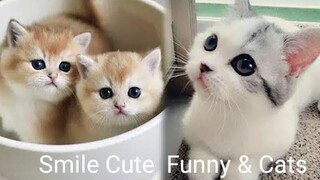 Funny & Cats - รวมน้องแมวน่ารัก 28