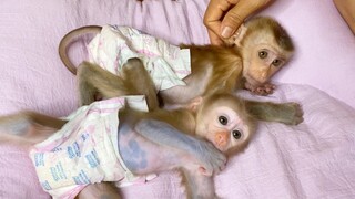 Awesome Grandma Comfort Both Babies Monkey Mano & Tuy Tuy To Sleep Together On The Bed