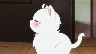 The tsundere little white cat is so cute, I suspect it has become a spirit!